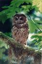 northern_spotted_owl